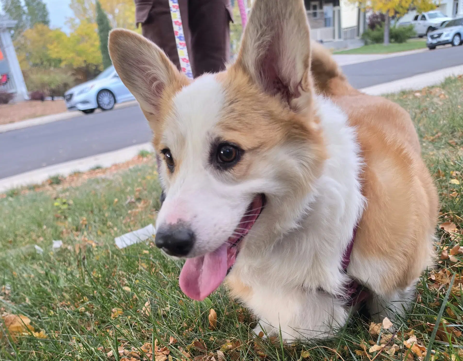 Webley - Corgi
