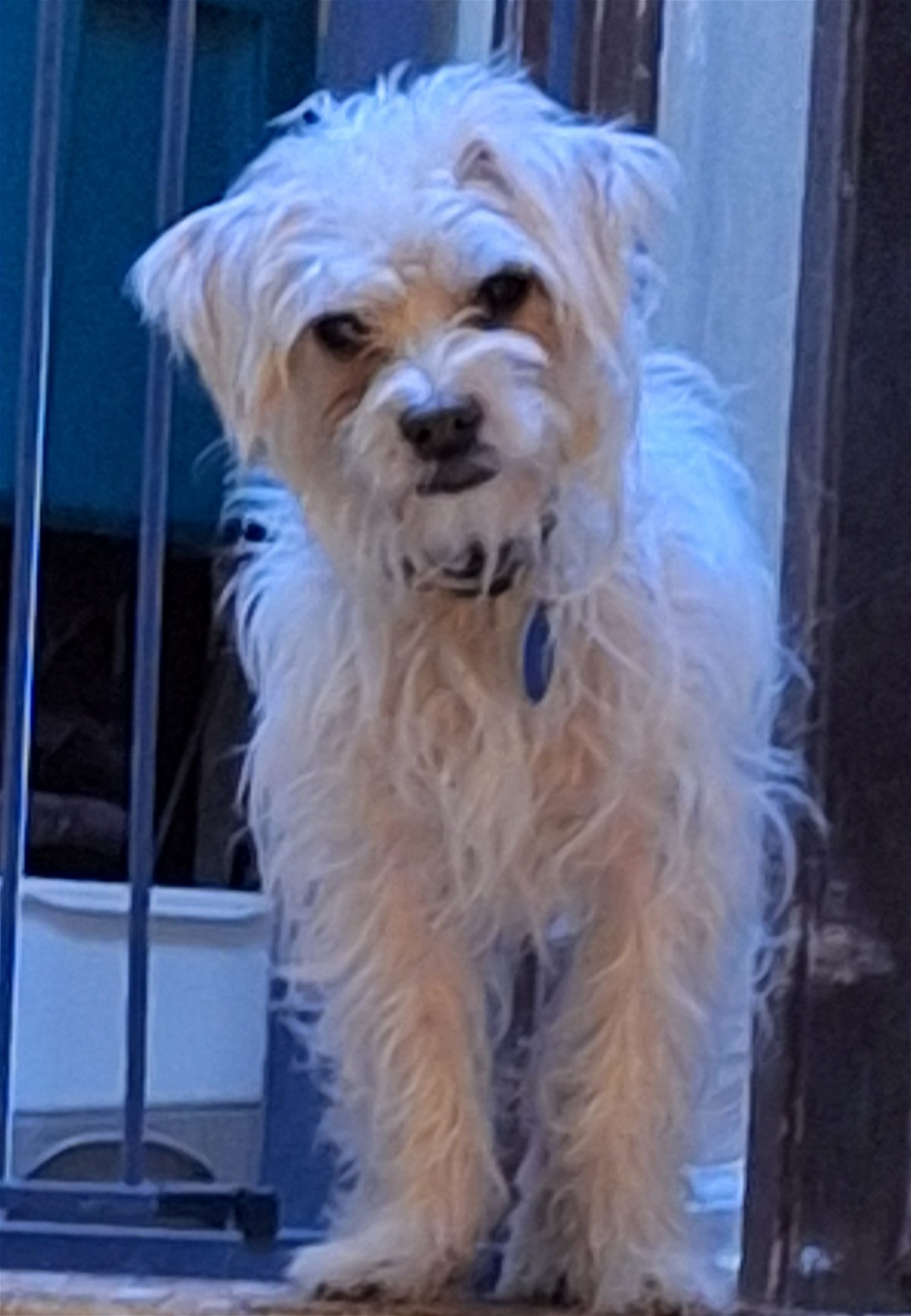 adoptable Dog in Colorado Springs, CO named Kiwi