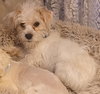 Kiwi - Photo 5
