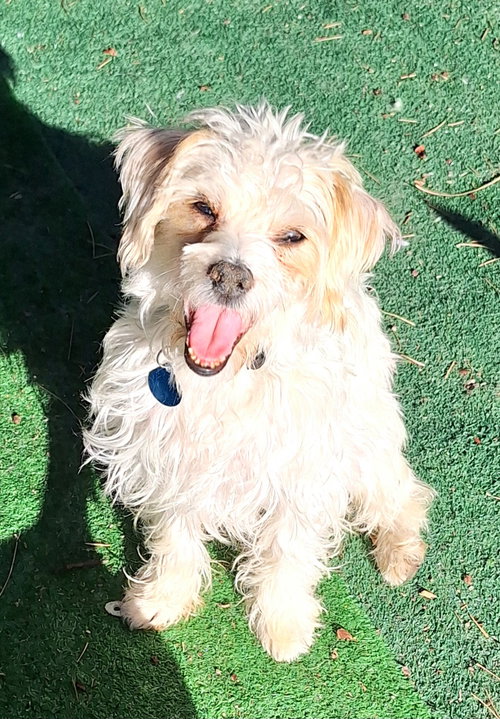 KIWI - Shih Tzu / Terrier available for adoption