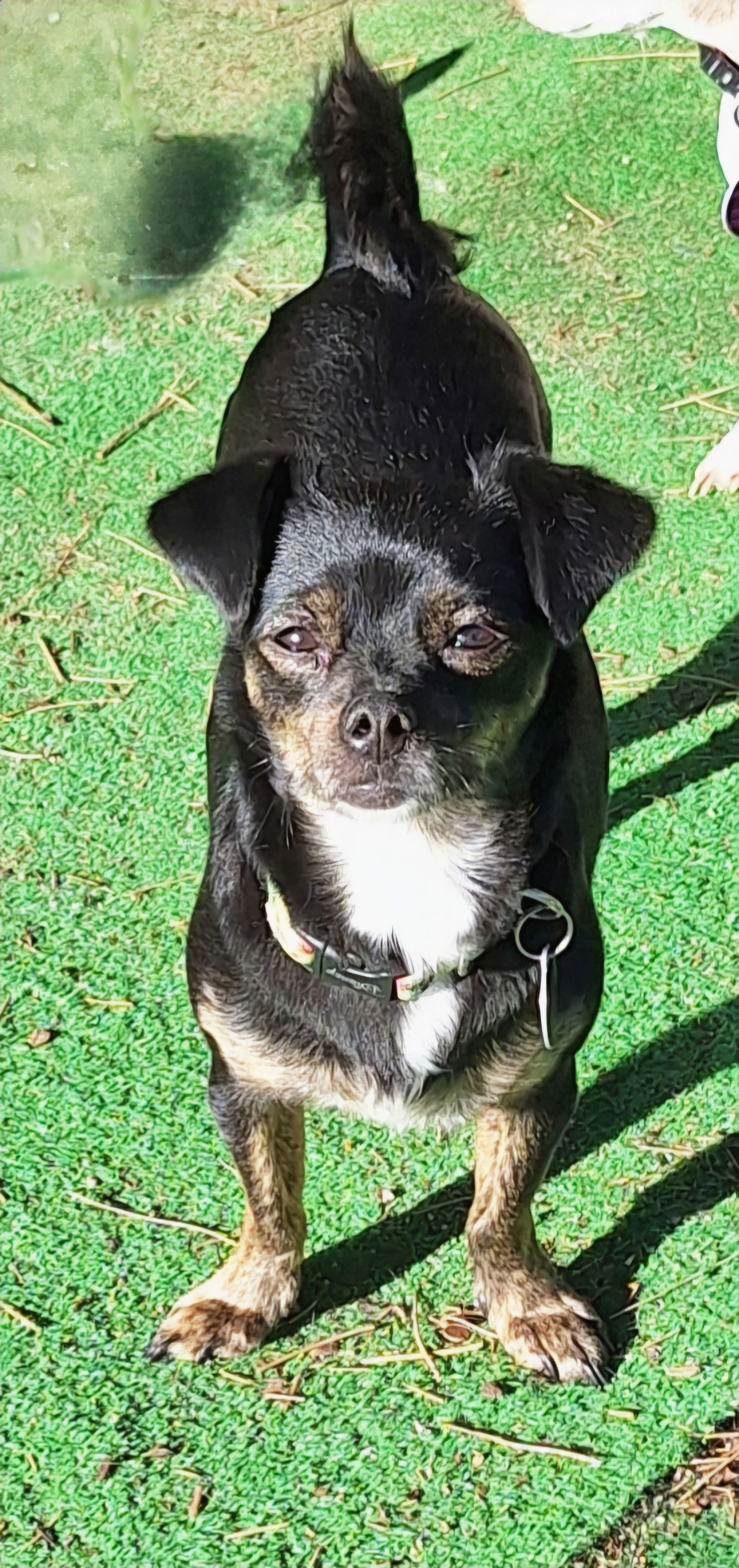 adoptable Dog in Colorado Springs, CO named Holly