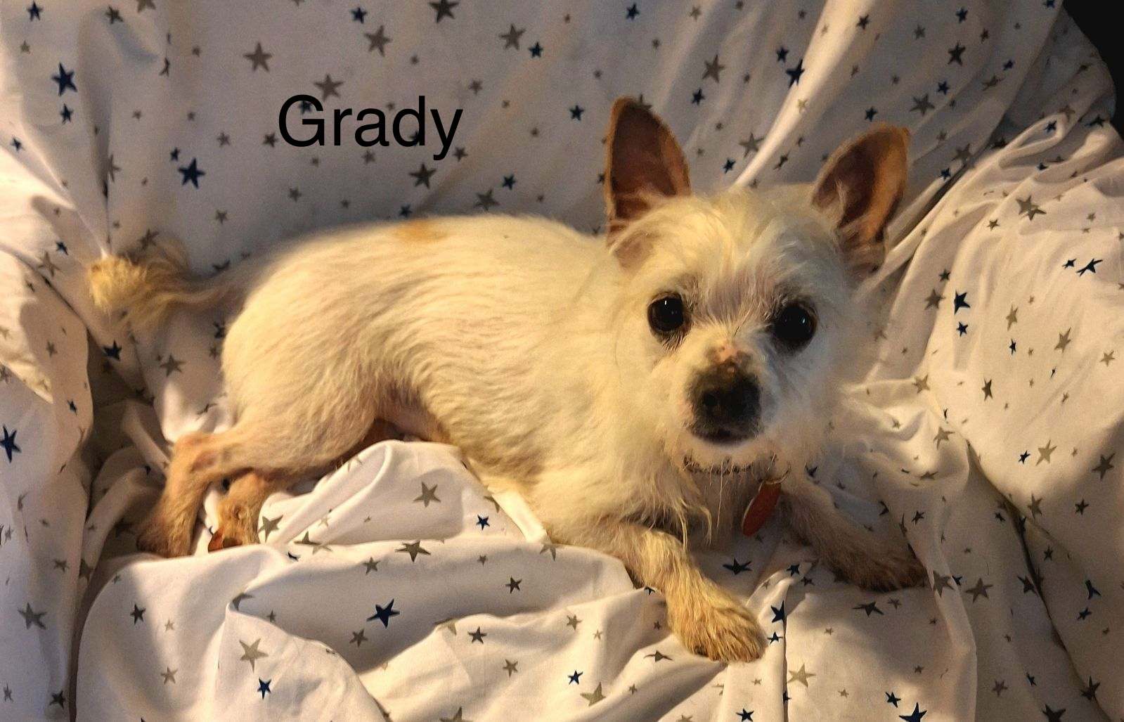 adoptable Dog in Colorado Springs, CO named Grady