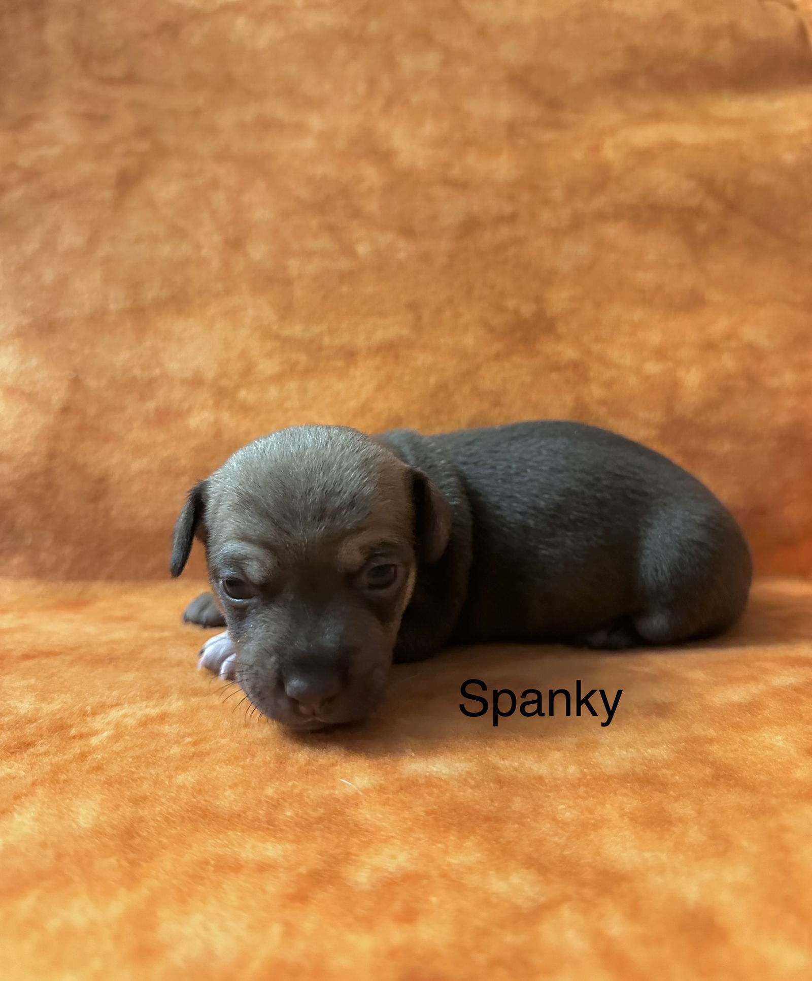 adoptable Dog in Colorado Springs, CO named Spanky