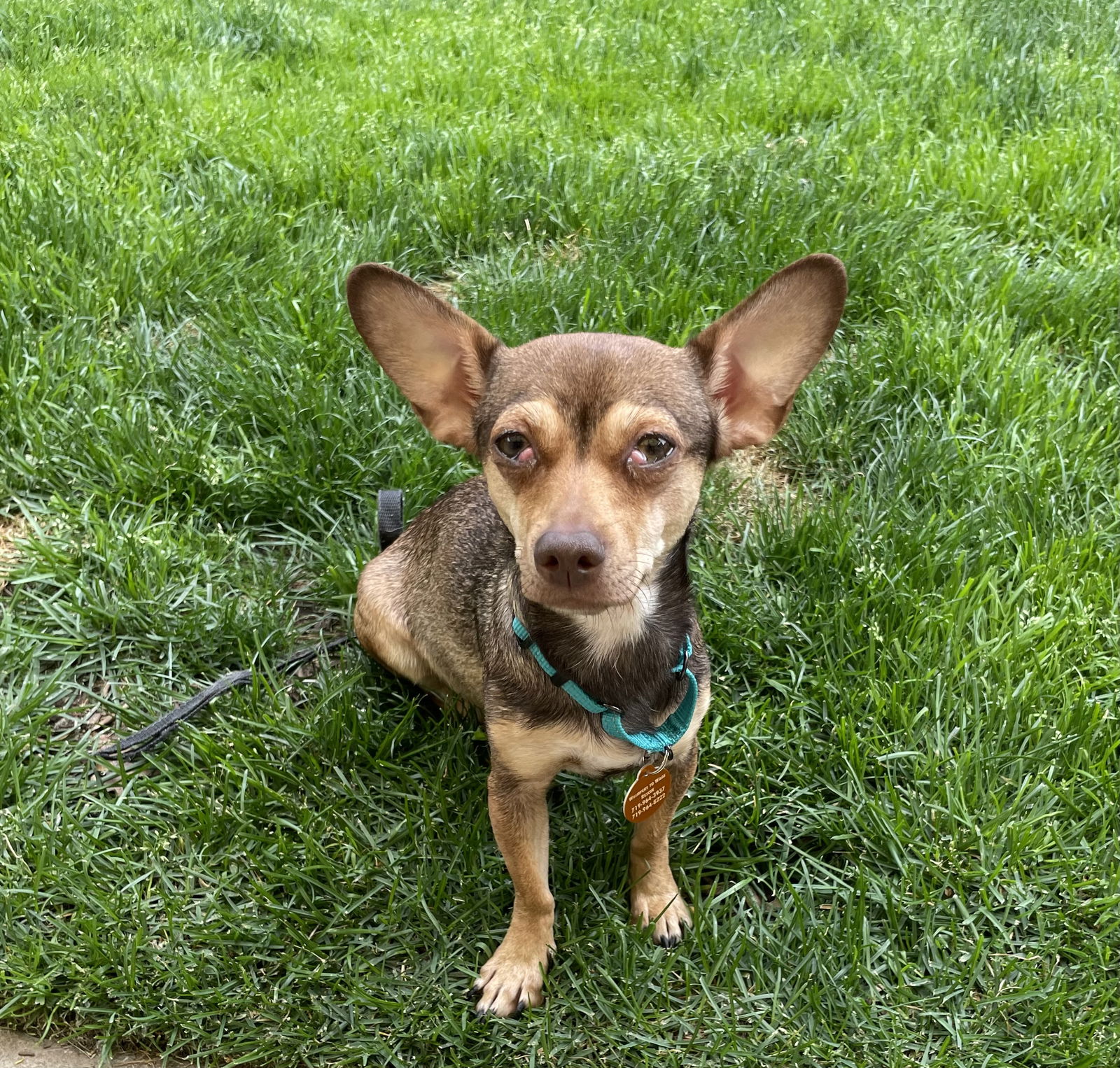 adoptable Dog in Colorado Springs, CO named Lila