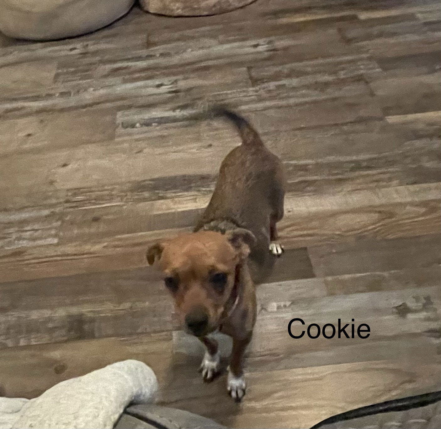 adoptable Dog in Colorado Springs, CO named Cookie