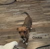 adoptable Dog in , CO named Cookie