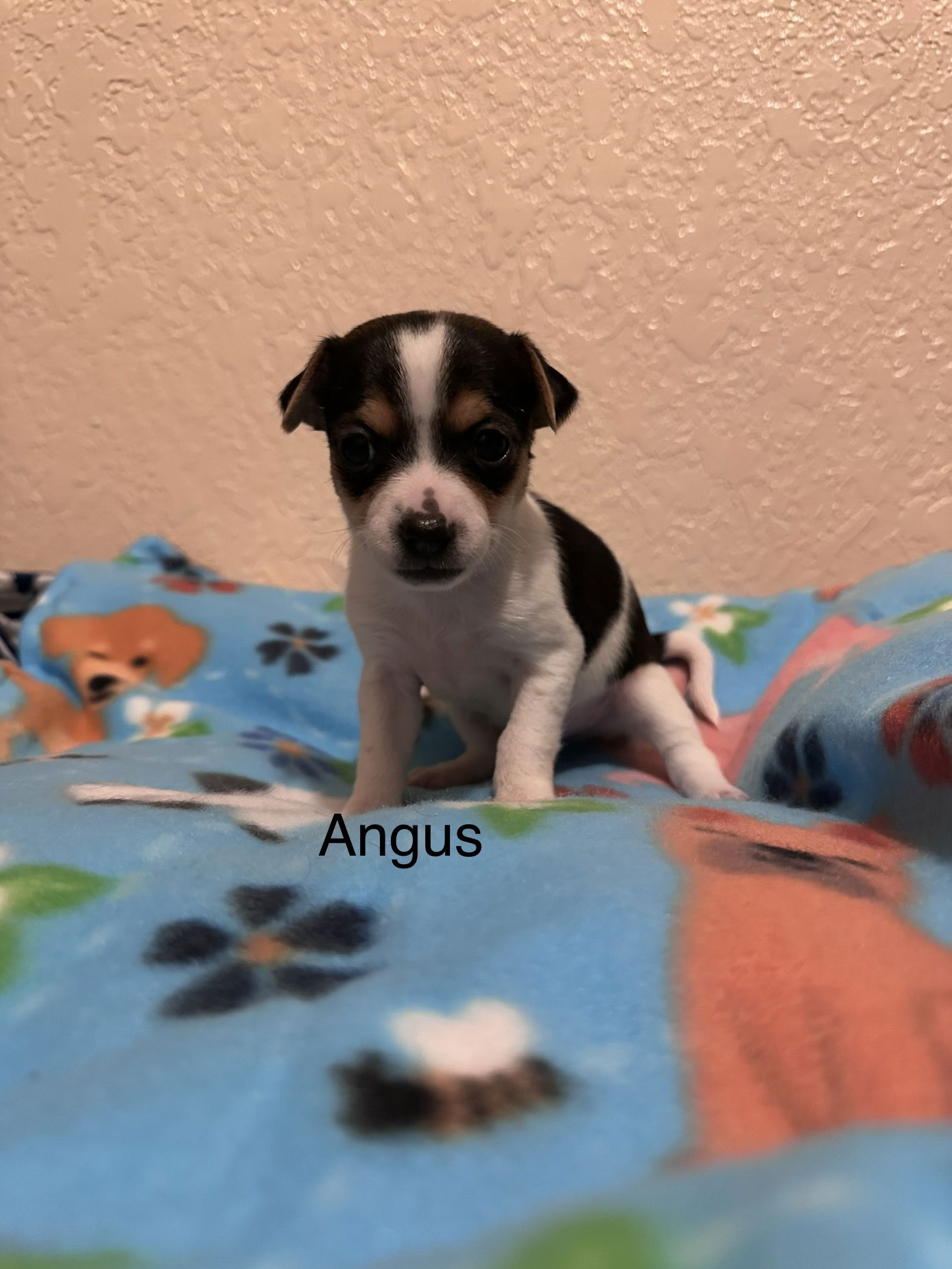 adoptable Dog in Colorado Springs, CO named Angus