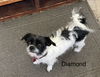 adoptable Dog in  named Diamond