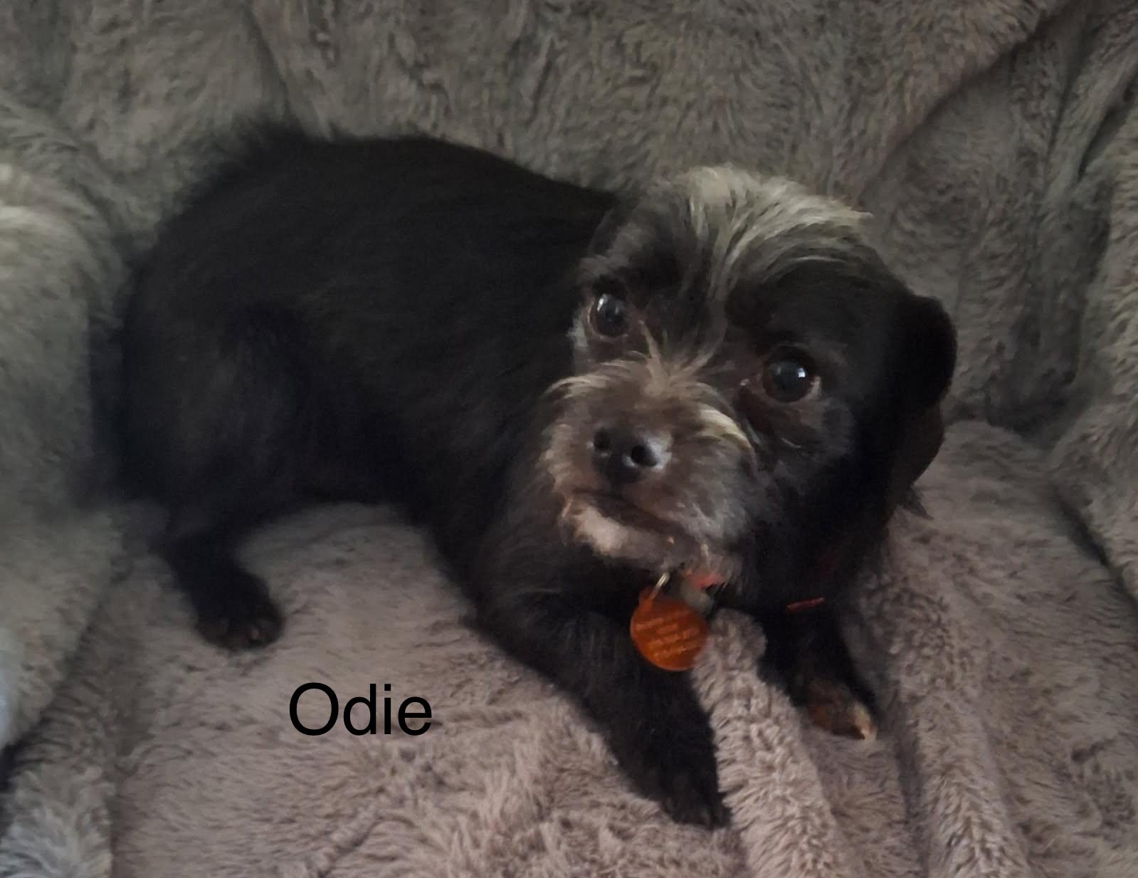 adoptable Dog in Colorado Springs, CO named Odie