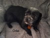 adoptable Dog in  named Odie