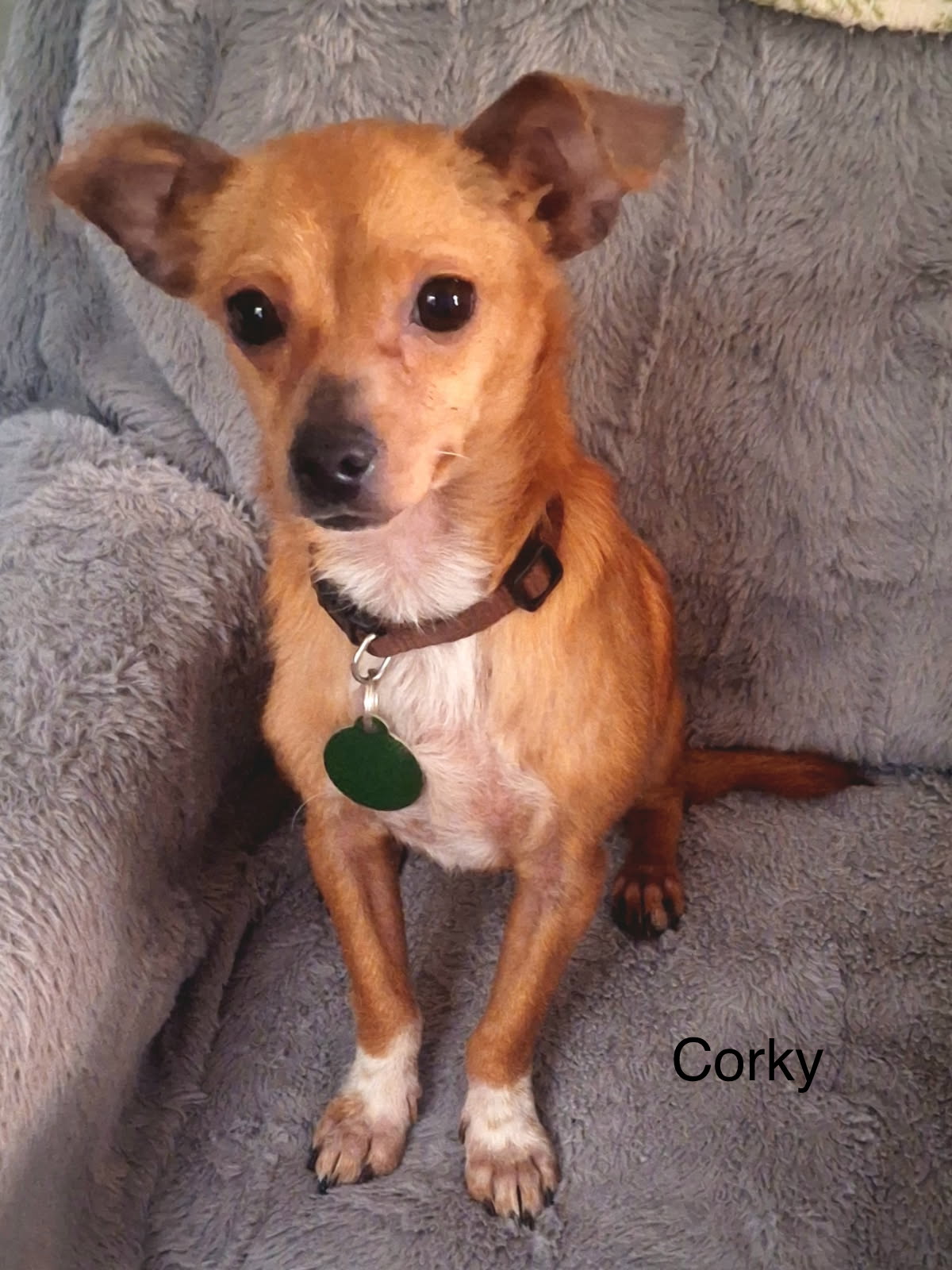 adoptable Dog in Colorado Springs, CO named Corky