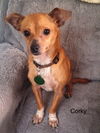 adoptable Dog in colorado springs, CO named Corky