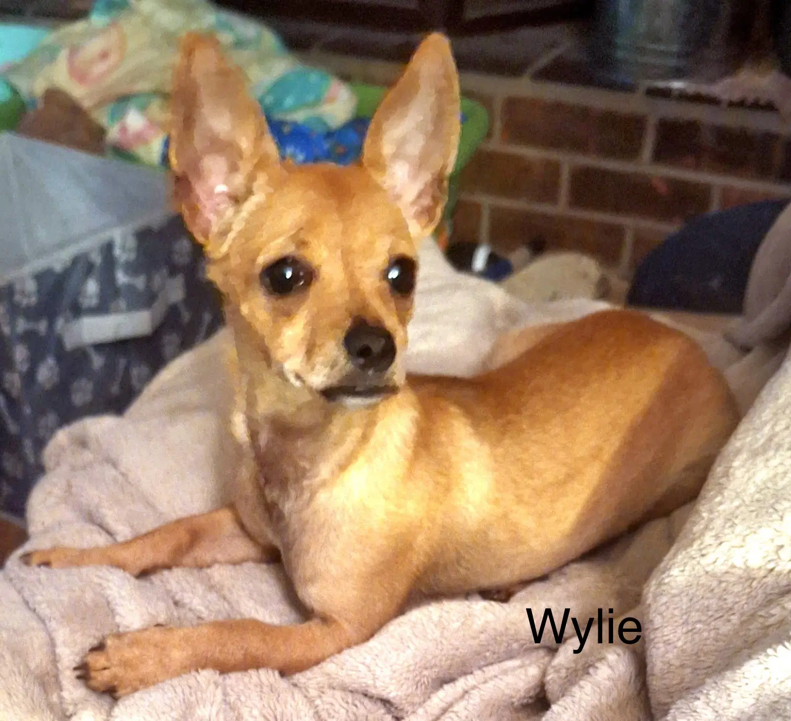 Wylie - Chihuahua