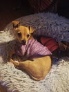 Wylie - Photo 2