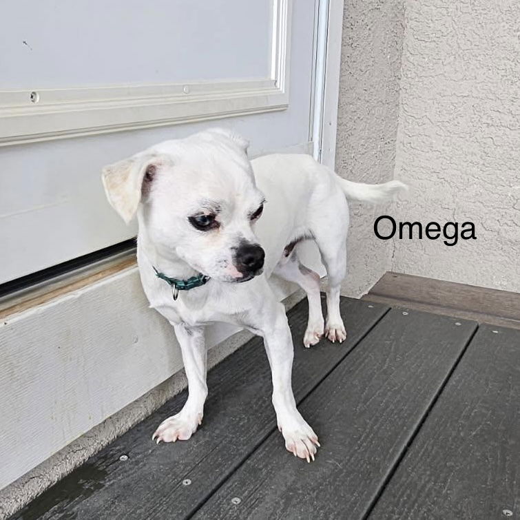 Omega Image