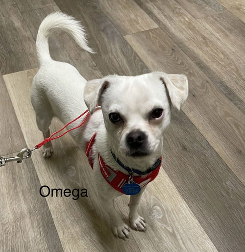 OMEGA - Bichon Frise / Chihuahua available for adoption