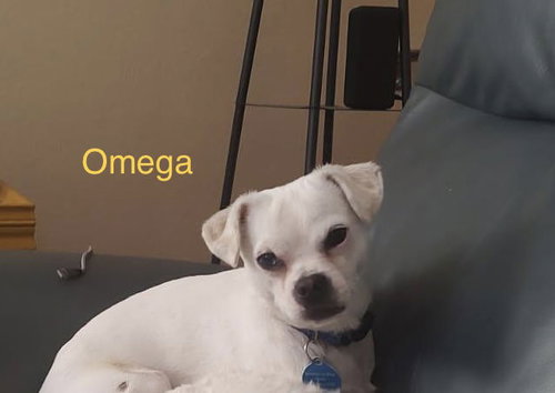 Photo of Omega