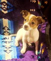 Buttercup - Photo 1