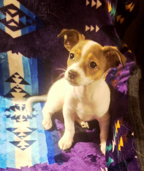 BUTTERCUP - Chihuahua available for adoption