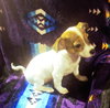 Buttercup - Photo 3