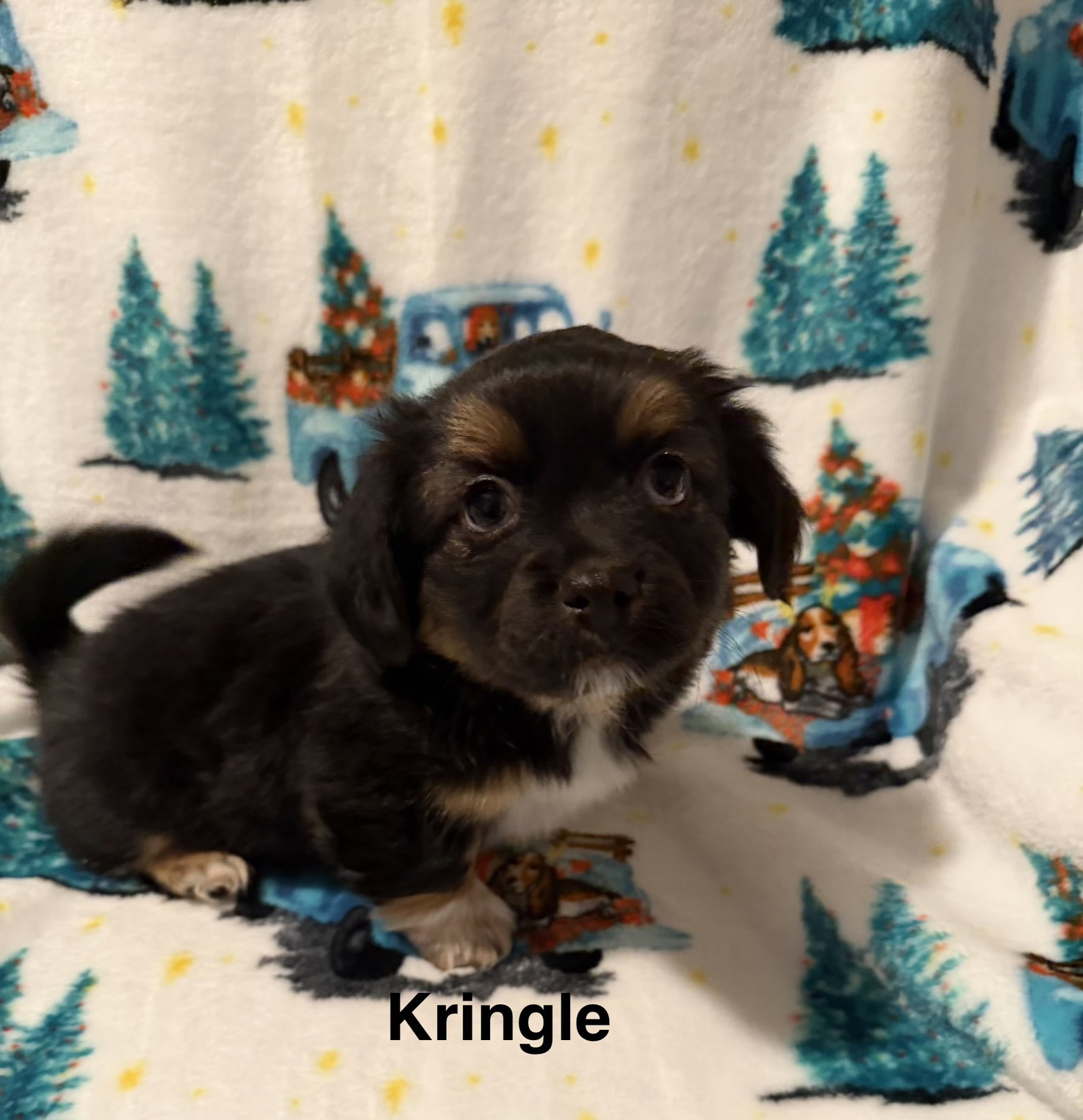 Kringle Image