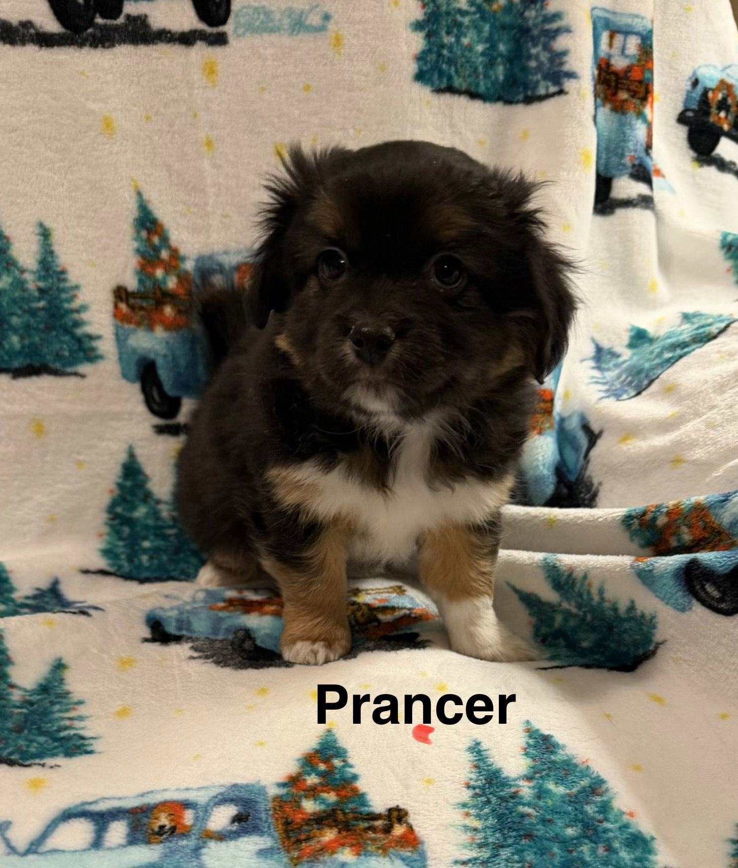 Prancer Image