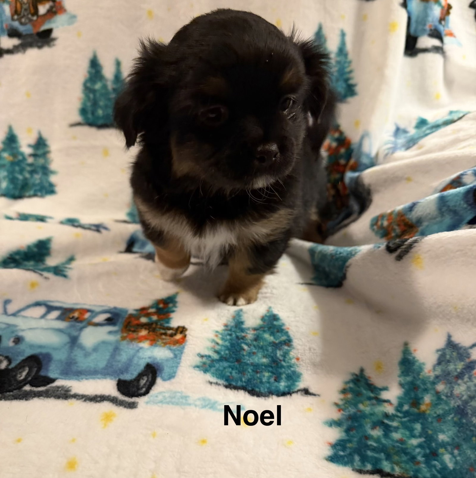 Noel Image