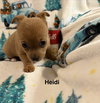Heidi - Photo 1