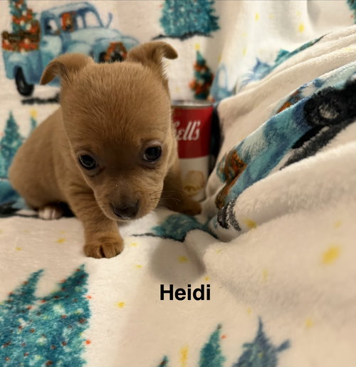 HEIDI - Chihuahua available for adoption