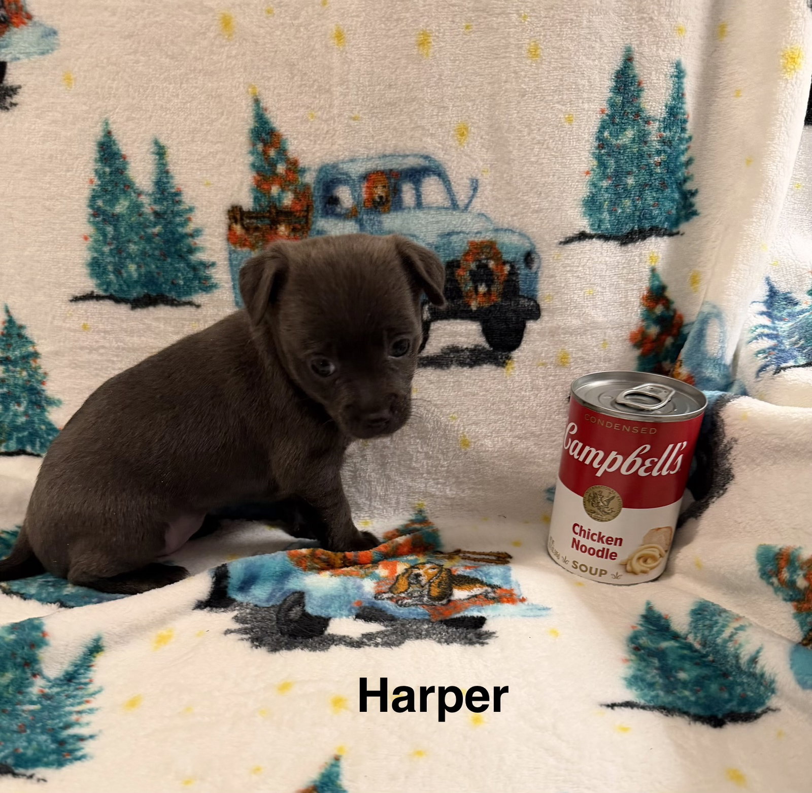 Harper Image