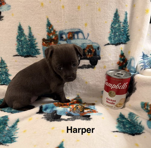 HARPER - Chihuahua available for adoption
