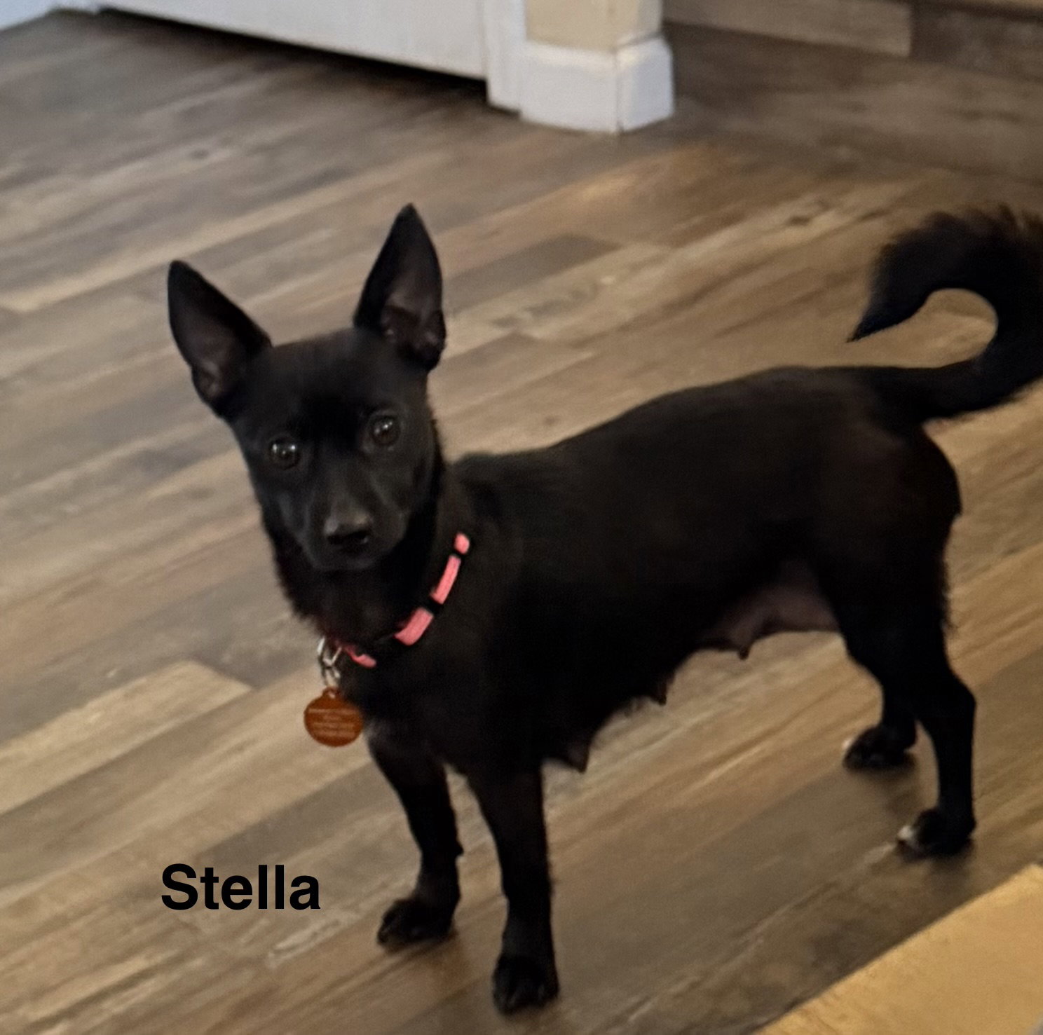 Stella Image