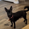 Stella - Photo 1