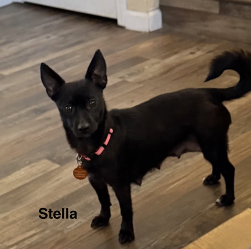 STELLA - Chihuahua available for adoption