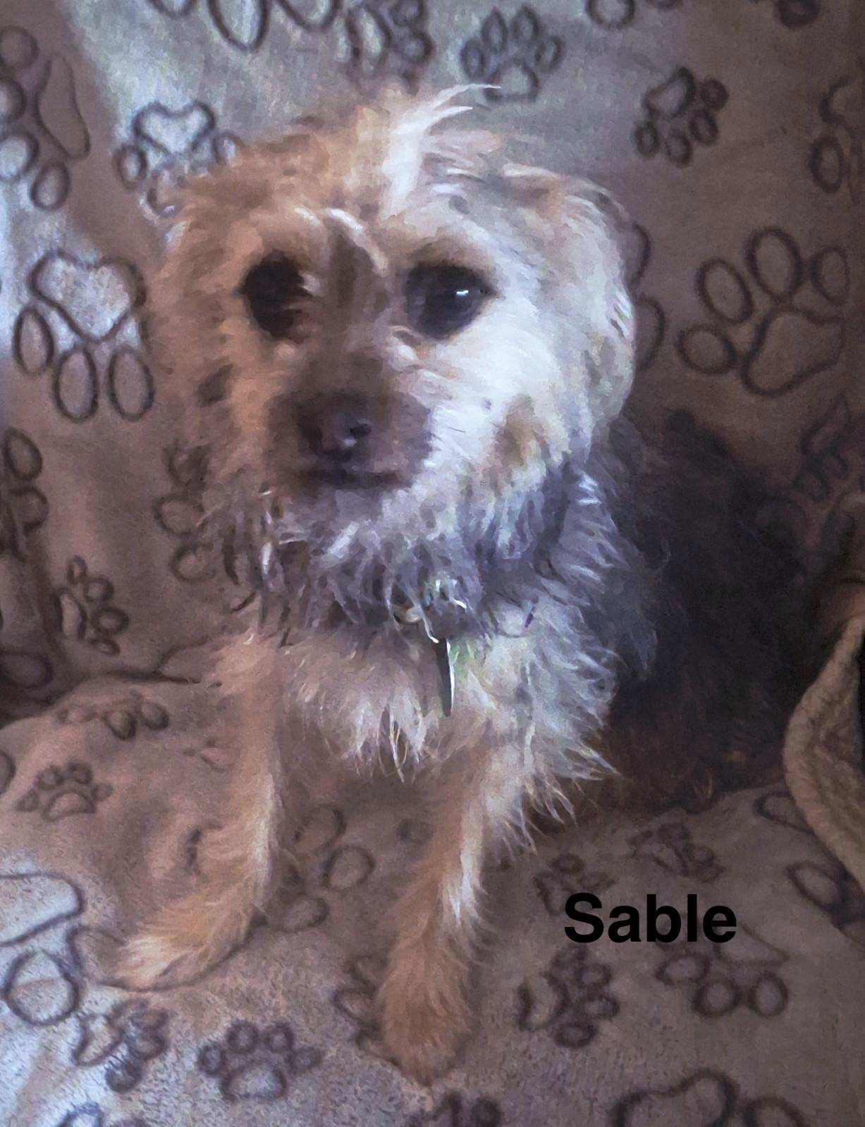 Sable Image
