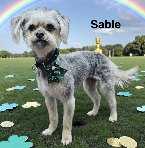 Sable
