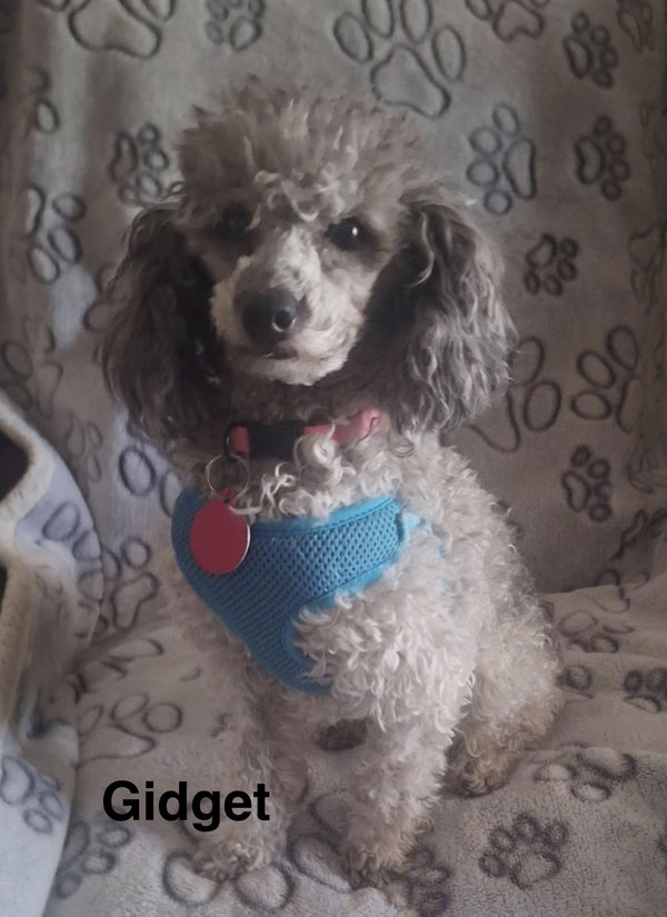 Gidget