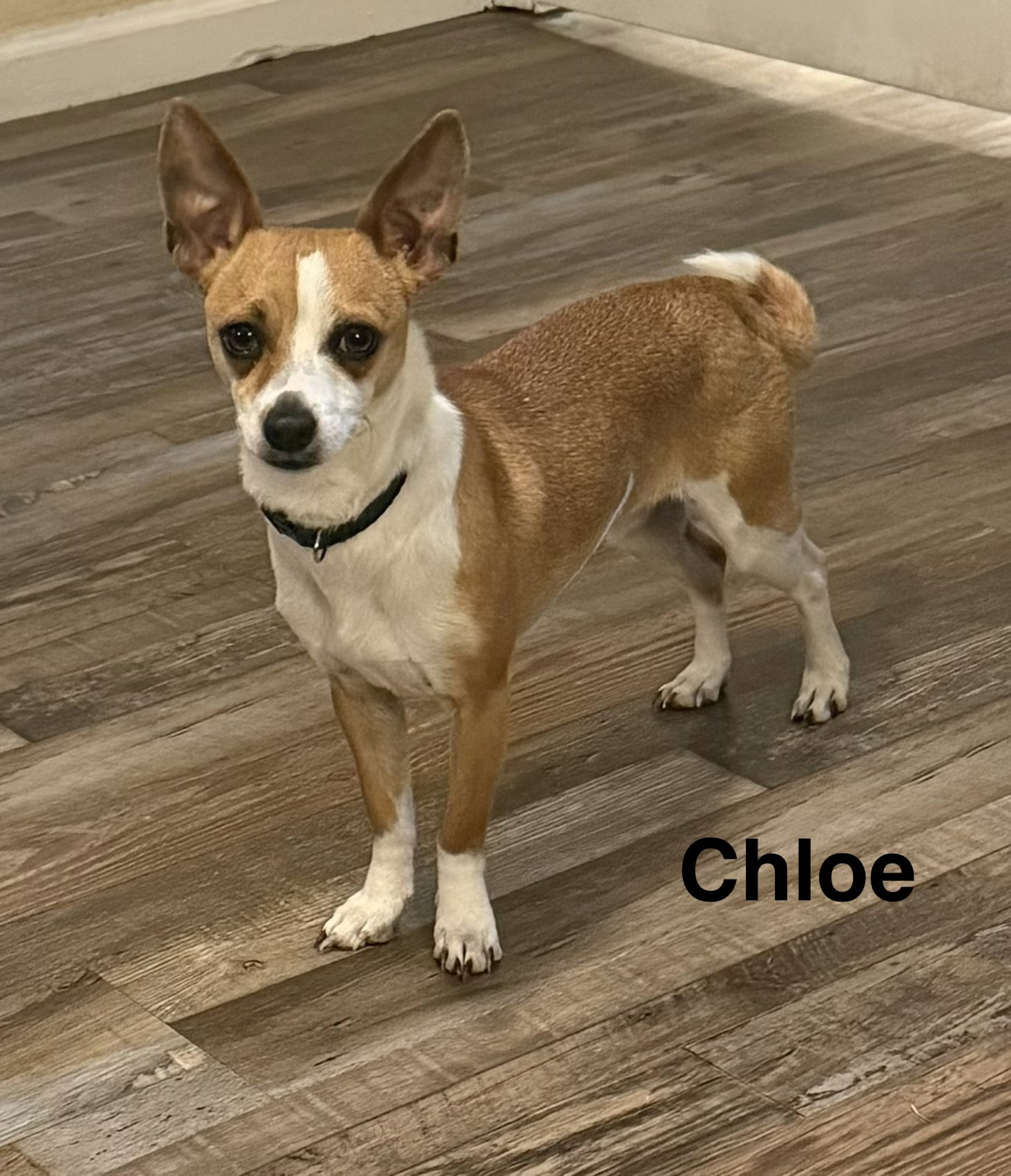 Chloe