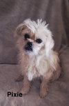 Pixie - Photo 1