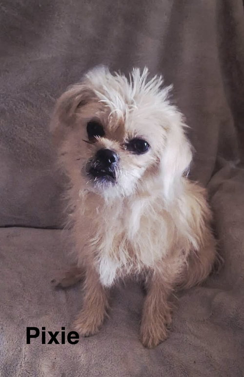 Pixie, an adoptable Terrier in Colorado Springs, CO