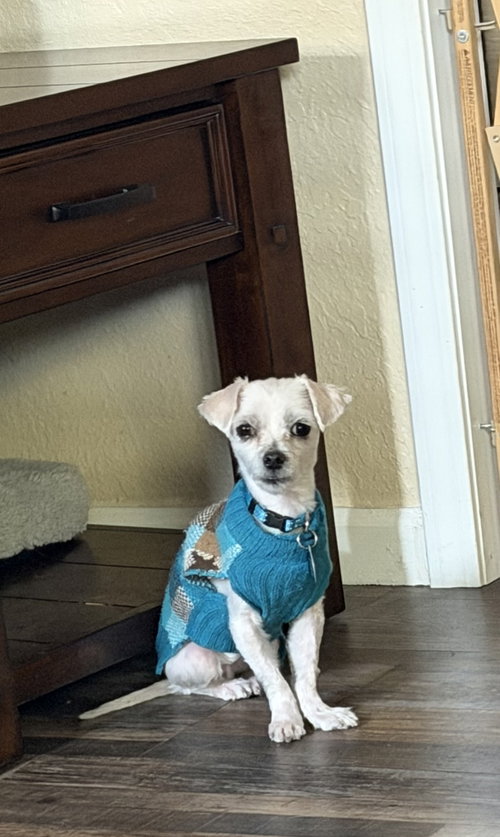 Mork, an adoptable Maltese in Colorado Springs, CO