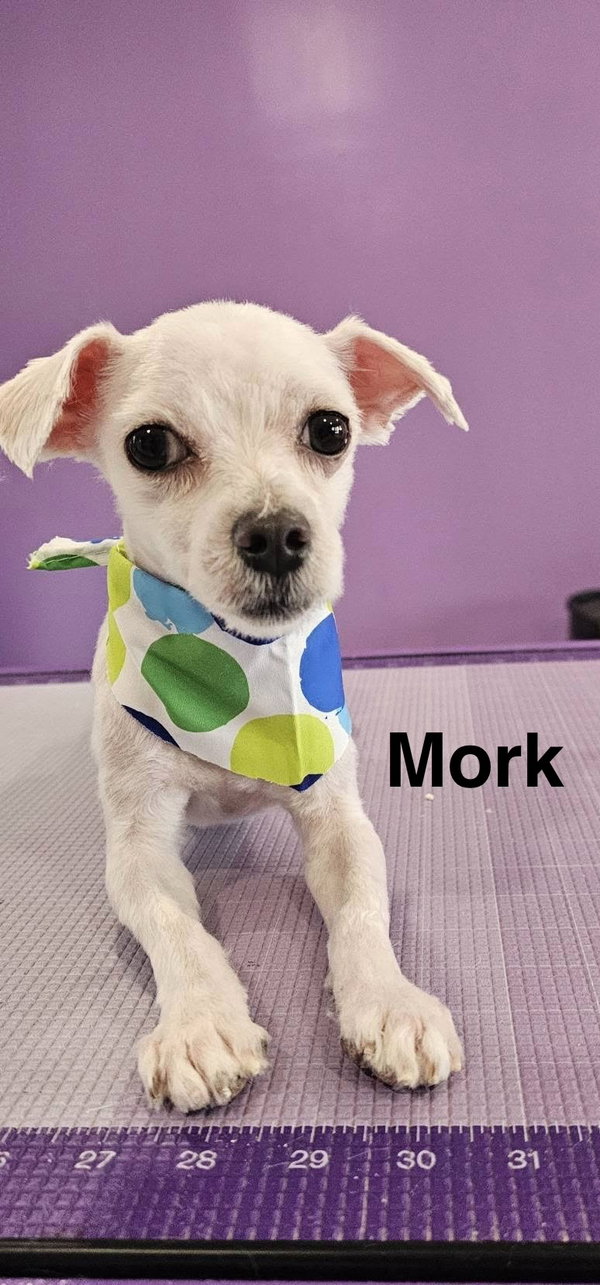 Mork
