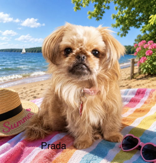 Prada, an adoptable Pekingese in Colorado Springs, CO