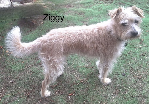 Photo 3 of Ziggy