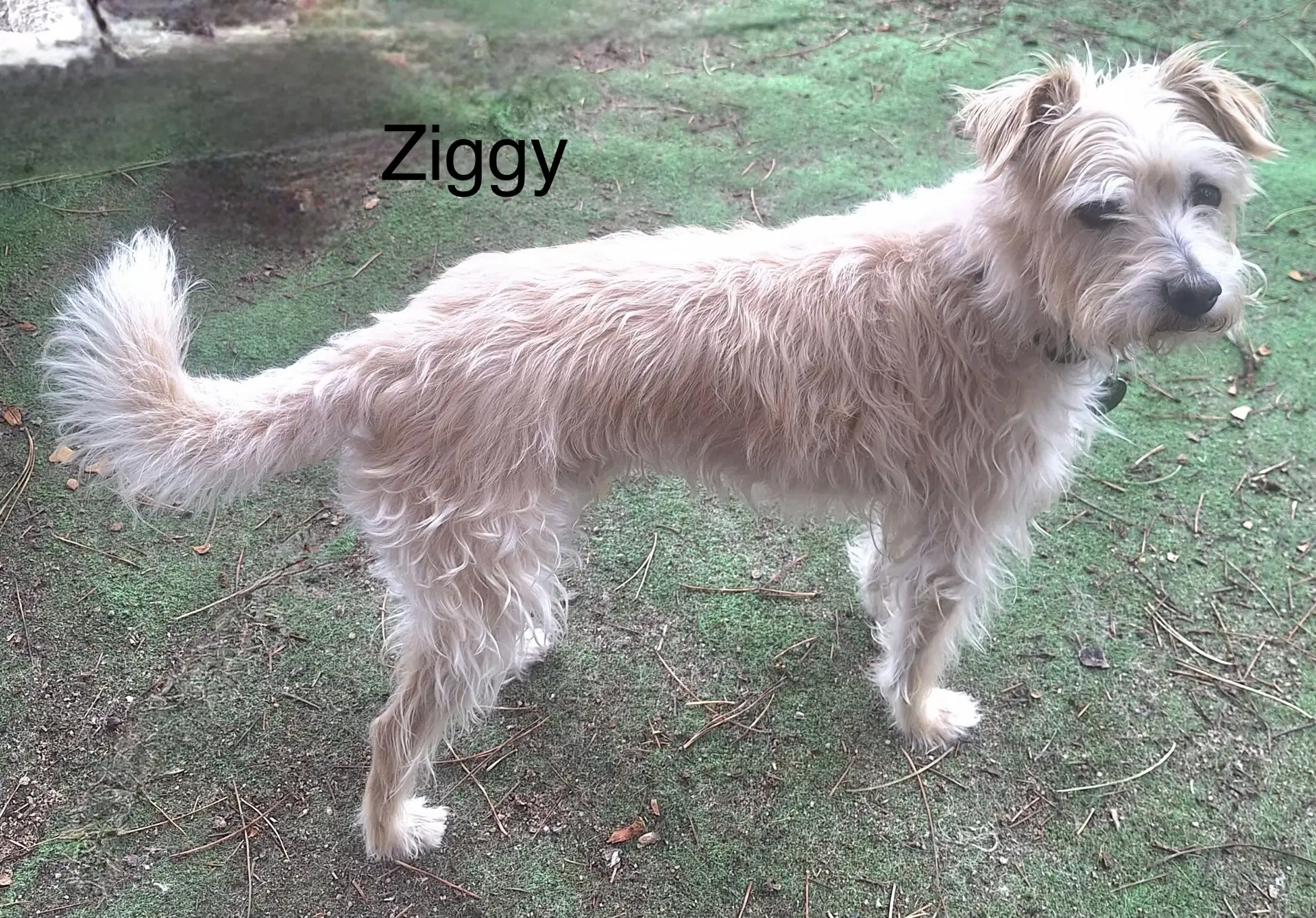 Ziggy image 2