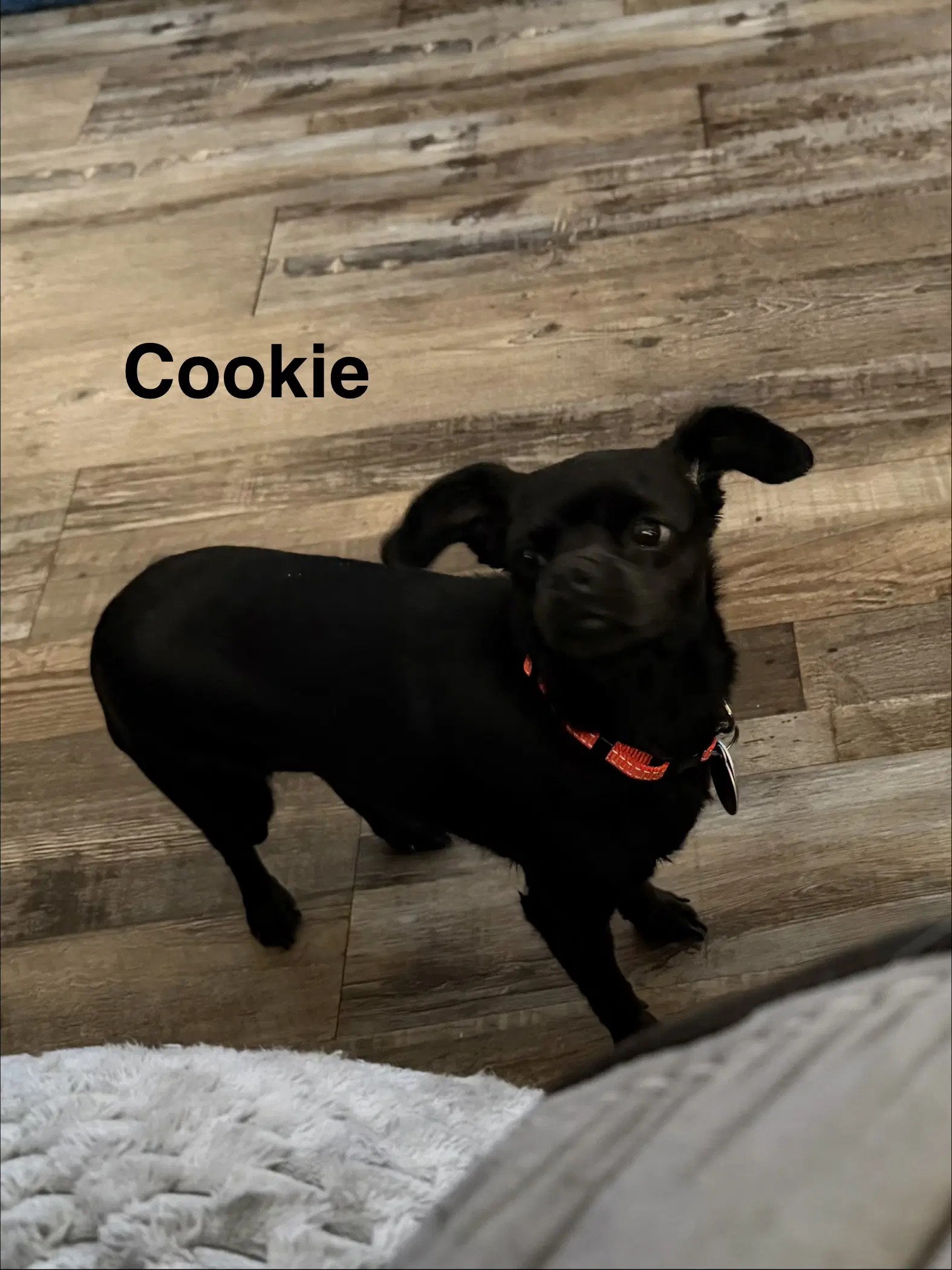 Cookie - Chihuahua