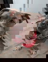 Moji