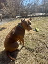 Wilson