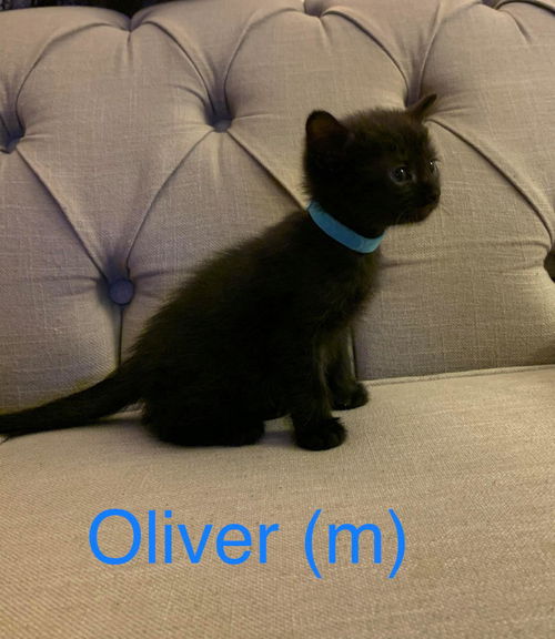 Oliver