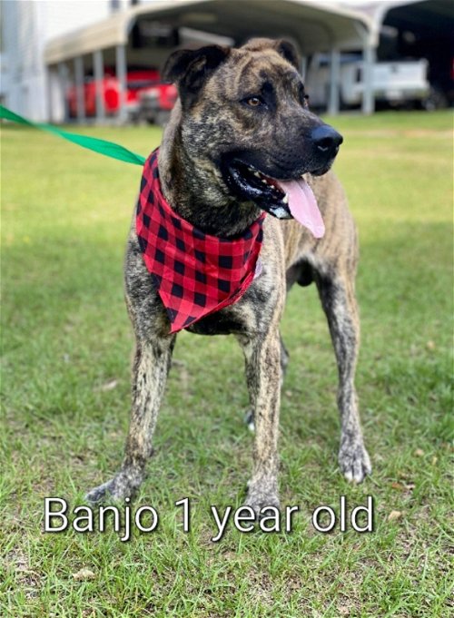 Bango/Banjo